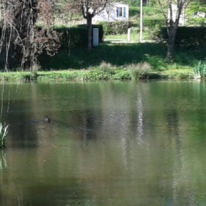 Etang de pêche 2015 20